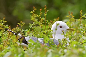 Canus: Common Gull