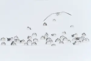 Ridibundus: Common Gull