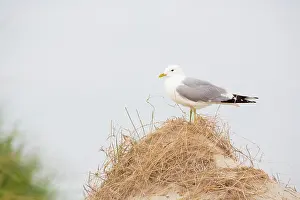 Horsduinen: Common Gull