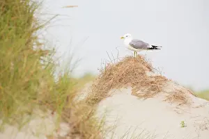 Horsduinen: Common Gull