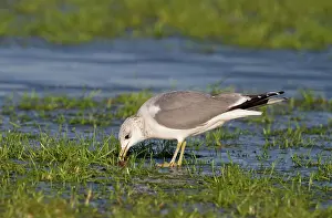 Polder: Common Gull