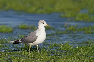Polder: Common Gull