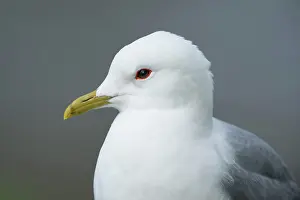 Canus: Common Gull