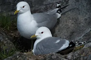 Canus: Common Gull