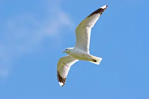 David Kilbey: Common Gull - adult in flight against blue sky