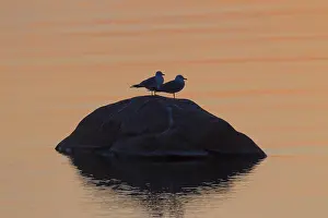 Vaermland: Common Gull - adult gulls at sunset - Sweden