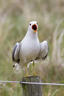 Canus: Common Gull - calling
