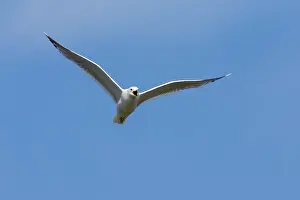 Canus: Common Gull - calling in flight