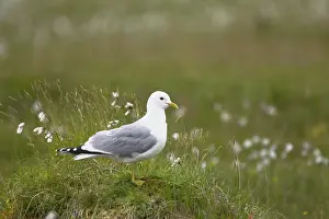 Canus: Common Gull - amongst cotton grass