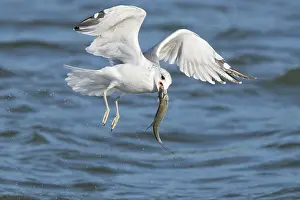Mecklenburg: Common Gull Fish