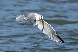 Mecklenburg: Common Gull Fish