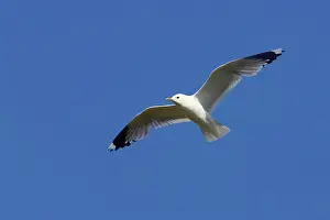 Canus: Common Gull - in flight
