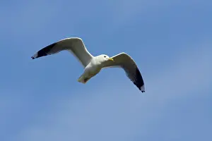 Canus: Common Gull - in flight