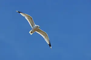 Canus: Common Gull - in flight