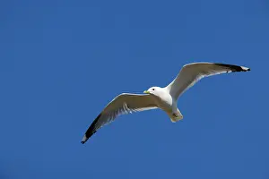 Canus: Common Gull - in flight