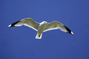 Canus: Common Gull - In flight