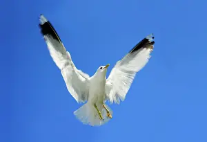 Canus: Common Gull - in flight