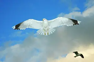 Canus: Common Gull - in flight