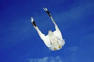 Canus: Common Gull - in flight