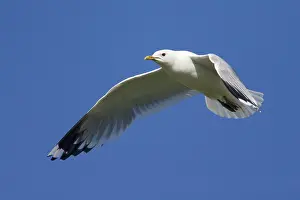 Canus: Common Gull - In flight