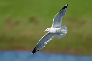 Canus: Common Gull - in flight