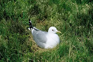 Nancy Jennings: Common Gull - incubating