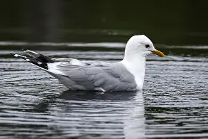 Laridae: Common gull - on lake - Kainuu, Finland