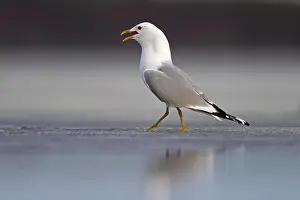 Finnish: Common Gull (Larus canus) calling on ice edge of