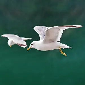 Seagull: Common gull (Larus canus) flying over turquoise