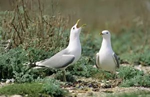 Canus: Common GULL - Pair courtship dispaying
