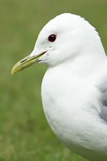 Canus: Common Gull - portrait