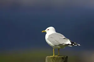 Canus: Common Gull - on post