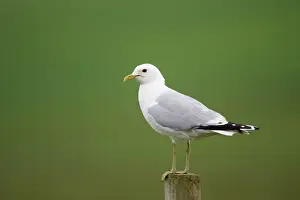 Canus: Common Gull - On Post