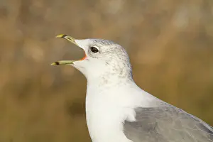 David Kilbey: Common Gull - Side profile of adult calling