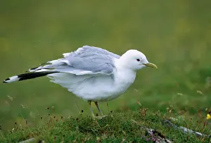Canus: Common GULL - shaking feathers