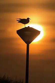 Lantern: Common Gull - silhouette of bird - perched on a