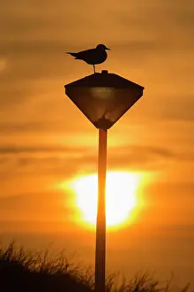 Seagull: Common Gull - silhouette of bird - perched on a