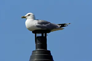 Canus: Common Gull - sitting on chimney
