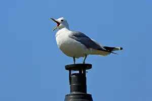 Canus: Common Gull - sitting on chimney, calling