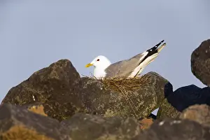 Canus: Common Gull - sitting on nest amongst boulders