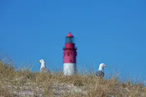 270321: Common Gull - standing on a dune with the lighthouse