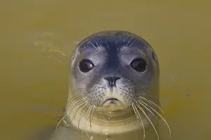 Habour: Common / Habour Seal - portrait - Wadden Sea, Germany