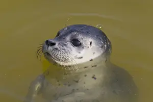 Habour: Common / Habour Seal - portrait - Wadden Sea, Germany