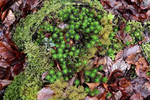 Commune: Common Haircap Moss