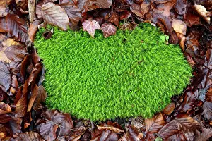 Commune: Common Haircap Moss