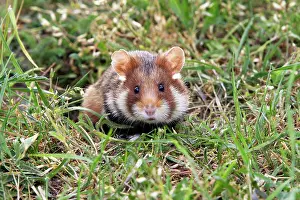 Mammmal: Common hamster