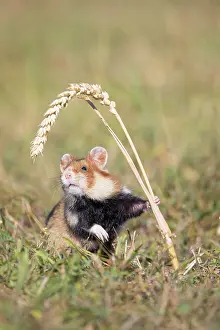 Hamster: Common Hamster
