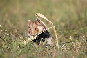 Hamster: Common Hamster