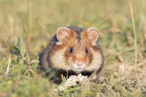 Hamster: Common Hamster