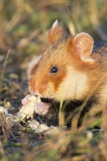 Hamster: Common Hamster
